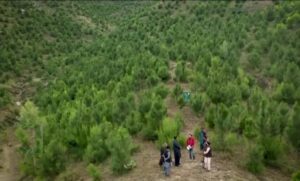 CM Sohail Afridi Launches KP Spring Plantation Campaign 2026