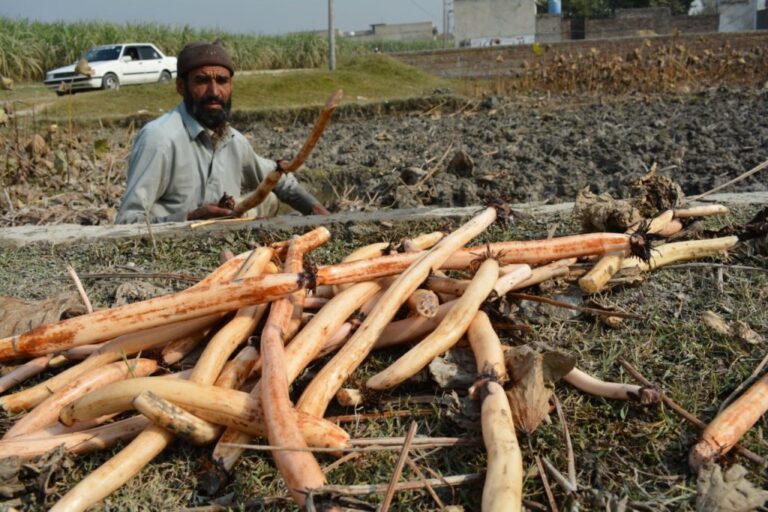 Flooded Lands, Struggling Farmers: Charsadda’s Agricultural Challenge