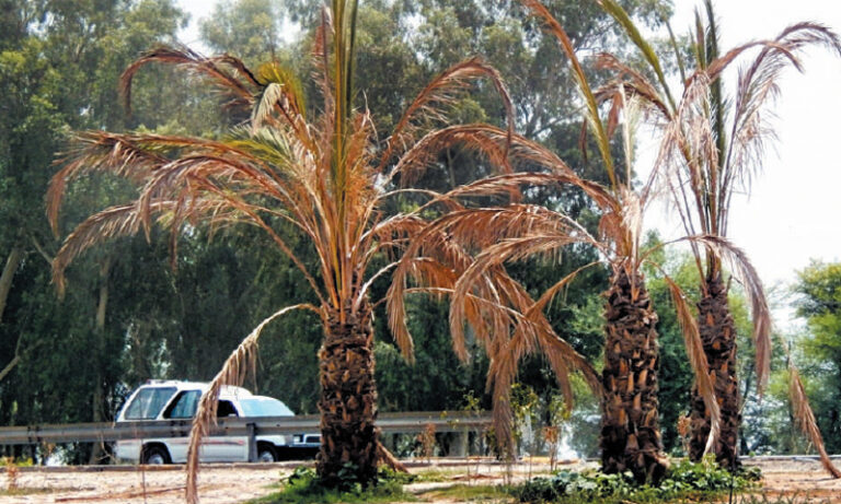 Tale of Wilting Palms: How the Date Palm Plantation in Peshawar Cost millions