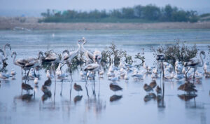 Climate Change, Urban Sprawl Push Bird Species to The Brink In KP