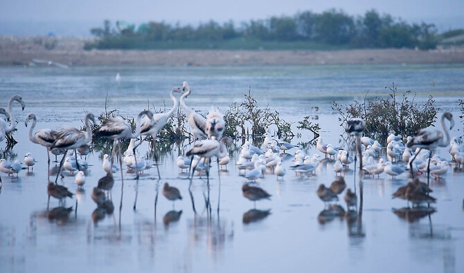Climate Change, Urban Sprawl Push Bird Species to The Brink In KP