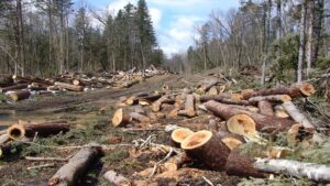 Massive Illegal Logging in Arandu Forest: 6,800+ Deodar Trees Destroyed