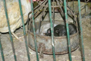 Peshawar Residents Approach PHC Over Growing Rat Bite Epidemic