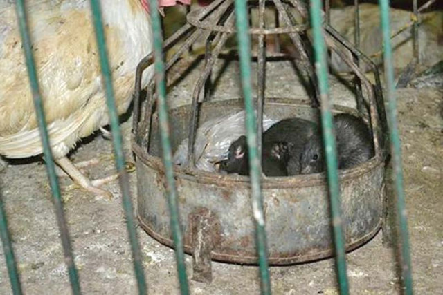 Residents Approach PHC Over Rat Bite Surge in Peshawar