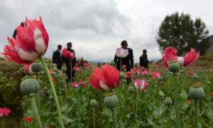 Government Approves Action Plan to Eradicate Poppy Cultivation in KP