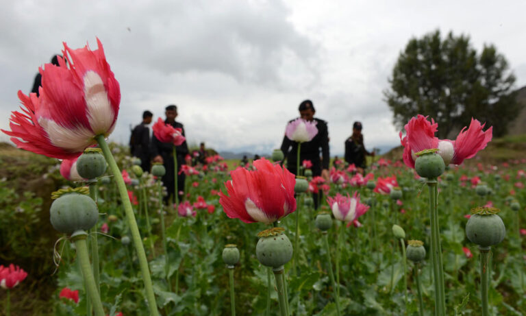 Government Approves Action Plan to Eradicate Poppy Cultivation in KP