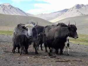 Pakistan’s First Yak Breeding and Research Project Approved in KPK to Save Endangered Species