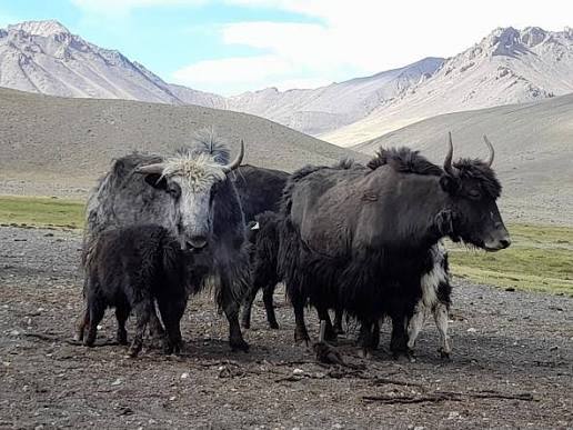 Pakistan’s First Yak Breeding and Research Project Approved in KPK to Save Endangered Species