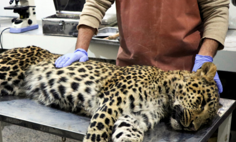 Pakistan’s Leopard Protection Law Fails Where It Is Needed Most
